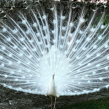 Tuscany Peacock
