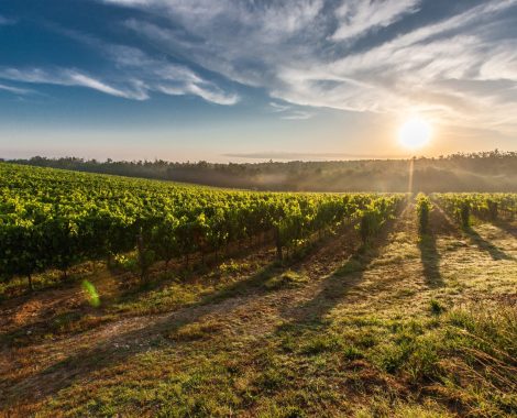 negative-space-tuscany-vineyards-sunset-pixabay